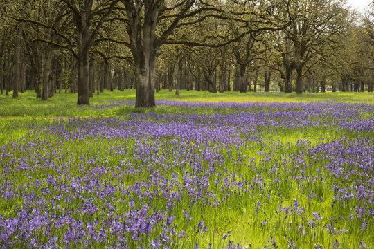 Fields of wild camas flowers growing under oak trees