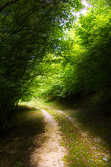 Obraz premium A path in the woods, the path is lighted and the trees are enlightened