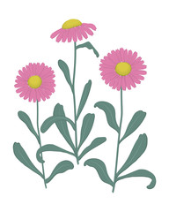 Pink asters with green leaves on a white background. Autumn flowers. Vector illustration