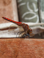 red dragonfly