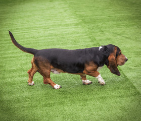 brown adult Basset Hound