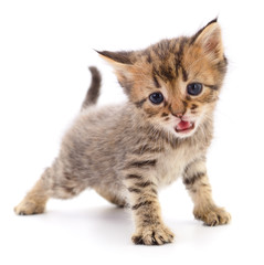 Obraz premium Kitten on white background.