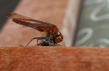 Dragonfly lunch