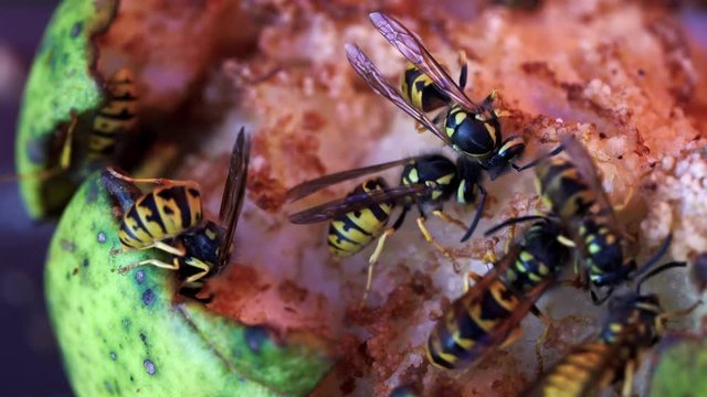 Wasps sucking juice pear - (4K)