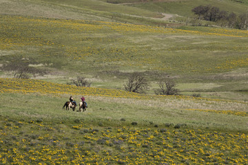 Horses in a field of wildflowers