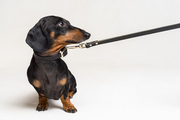 cute dachshund dog, black and tan, afraid to go for a walk with owner, stretched leash, isolated on gray background
