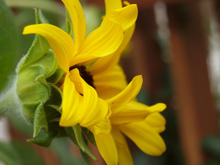 Fototapeta premium yellow flower