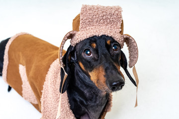 portrait on a cute dog breed dachshund, black and tan,  in winter clothes, fur hat and sheepskin coat, isolated on white background. dog looks plaintively on the owner