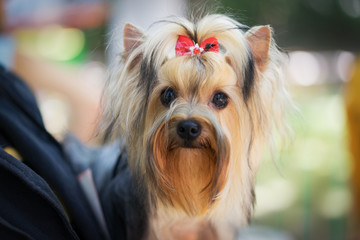 portrait of a beautiful dog breed yorkshire terrier, with a red bow in his hair, on the hands of the owner