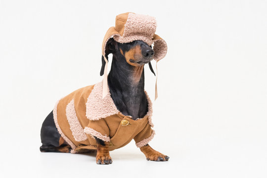portrait on a cute dog breed dachshund, black and tan,  in winter clothes, fur hat, fallen on eyes, and sheepskin coat, isolated on gray background. 