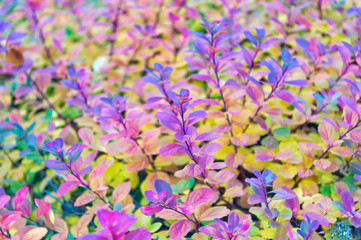 colorful autumn leaves. plant with colorful leaves in Reykjavik, Iceland. Beauty of nature concept. autumn leaves background. naturally beautiful.