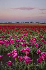 Colorful and bright spring blooms of tulips in the Pacific Northwest