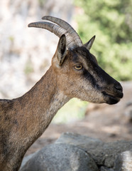 KriKri in der Samariaschlucht