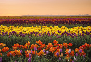 Colorful and bright spring blooms of tulips in the Pacific Northwest