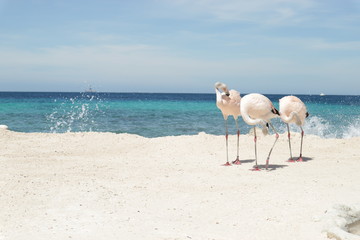 Aves brancas em praia
