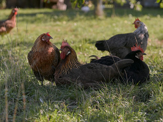 Flock of hen and rooster or cock resting in the shadow in the grass in small village organic farm...