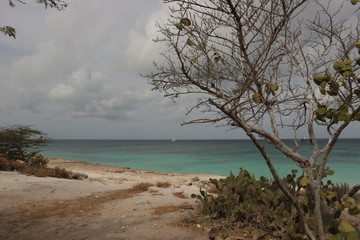 Fototapeta na wymiar Arvore seca em praia contra o mar