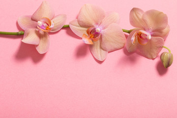 Naklejka na ściany i meble orchids on pink background