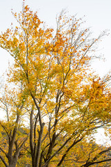 Fall season at the Montseny in Catalonia, Spain.