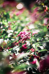 red berries of barberry