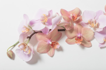 Obraz na płótnie Canvas orchids on white background