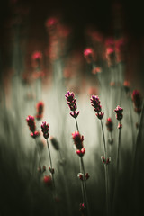 red flowers on a background