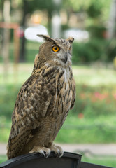 Owl sits on a stand, against a background of green grass