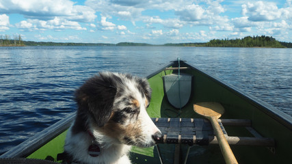 dog enjoying a canoe tour