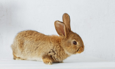 Easter rabbit with lilac in vase on white background