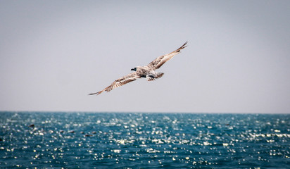 seagull in flight