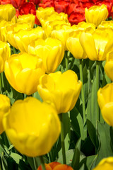 Obraz premium Netherlands,Lisse, a close up of a flower