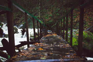 bridge in the forest