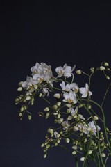 Fototapeta na wymiar Wild white orchid on a dark blue background
