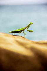 praying mantis on a green background