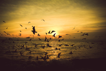 birds in the sunset