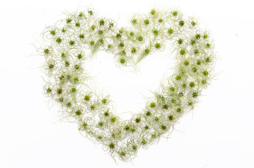 Valentines day mock up clematis vitalba isolated flat lay, top view. Funny hairy seeds in the shape of a heart. Love, heart, valentines day