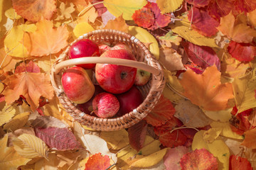 Naklejka na ściany i meble apples in basket on background of autumn leaves