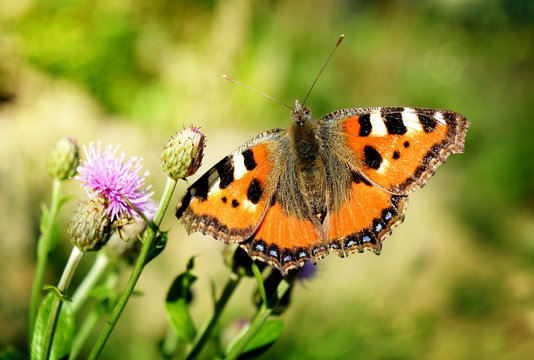 Butterfly urticaria close-up sits on a thistle flower on a sunny day