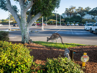 Eastern grey kangaroo marsupial or also known as great grey Kangaroo Macropus giganteus eating grass in public car park  © Tibor Molnar