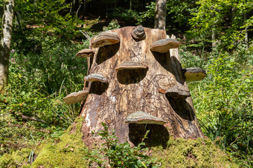 Baumstumpf mit Pilz