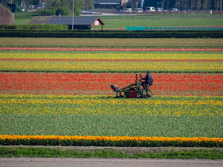 Fototapeta na wymiar Super colorful rainbow tulips farm in blossom , saw from the famous Keukenhof