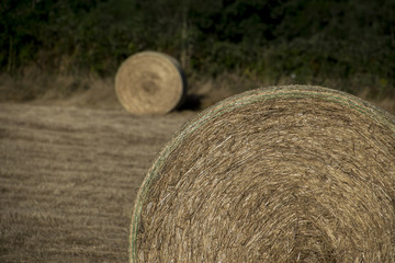 straw role in the field