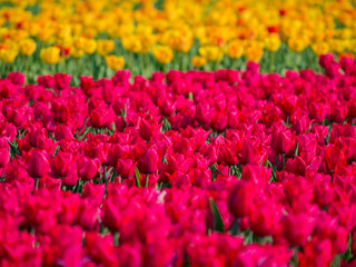 Super colorful tulips farm blossom around Leiden country side