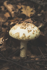 Autumn Fall Toadstools