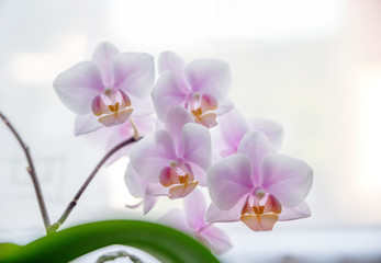 Orchidee VI