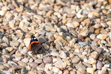 Admiral (Vanessa atalanta)