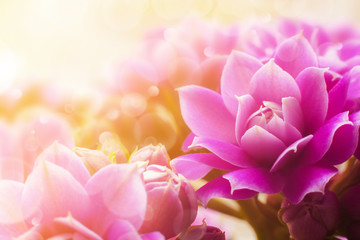 Obraz premium Kalanchoe flower in the form of postcards
