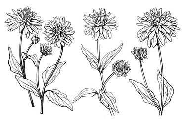 Set with flower of garden plant rudbeckia laciniata (also known as cutleaf coneflower, green-headed, susan). Black and white outline illustration hand drawn work isolated on white background. - obrazy, fototapety, plakaty