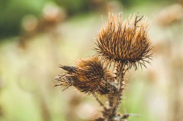 Dry thistle, common thistle, on autumn background.  thistle flowers close-up macro in nature on a natural background, soft focus. 