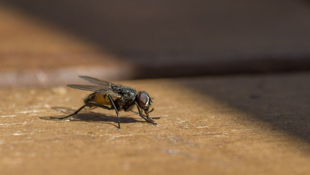 Stubenfliege II